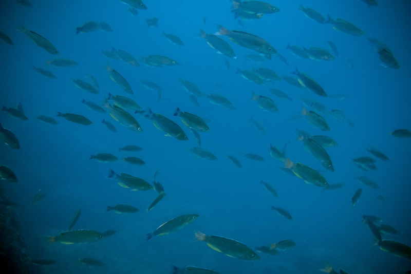 Cyprichromis sp. 'dwarf jumbo' Mawimbi